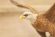 Винтажная статуэтка "Белоголовый орлан" BESWICK. Англия. ХХ в.