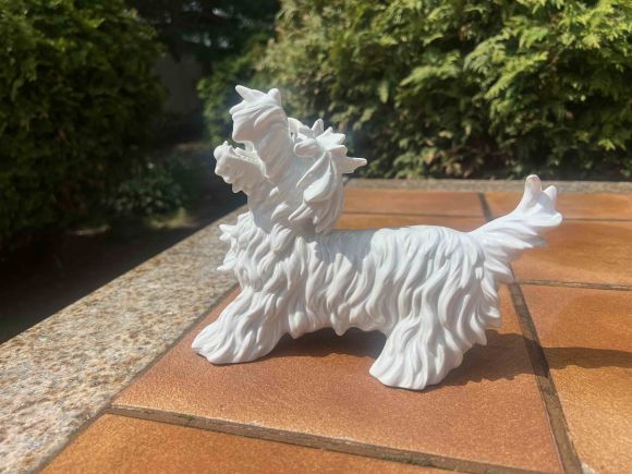 Белый скотч-терьер Unterwrissbach