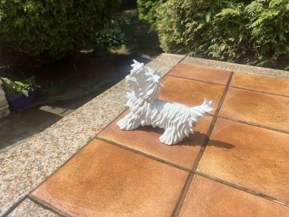 Белый скотч-терьер Unterwrissbach