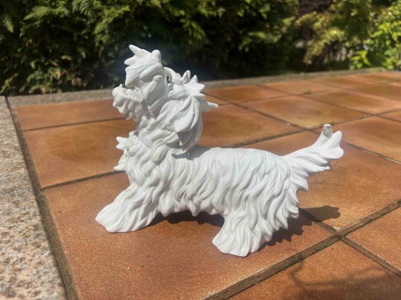 Белый скотч-терьер Unterwrissbach