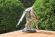 Невероятной красоты винтажная скульптура "Пара попугаев". Франция. 20 век.